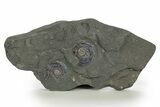Two Iridescent Ammonites (Psiloceras) - England #316381-1